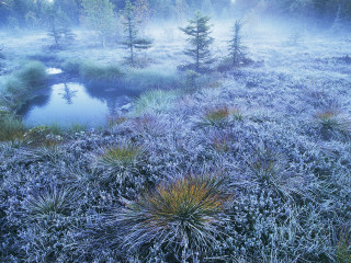 Foggy field stream trees pond 4 - a foggy sky above free wallpaper