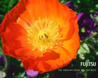 Orange flower bokeh vibrant autumn - a white center free wallpaper