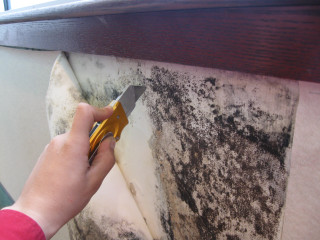 Person scissors cutting wall moldy - a pair of scissors free wallpaper