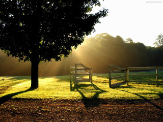 Benches field tree bench under - bright morning free wallpaper