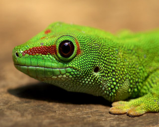 Green lizard red spots wooden 3 - its face and body free wallpaper