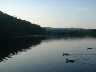 Ducks swimming lake forest mountains - anne rigney free wallpaper