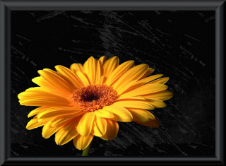 Yellow flower black frame black 3 - a yellow flower free wallpaper