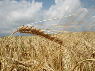 Wheat field cloudy sky clouds - a photo free wallpaper