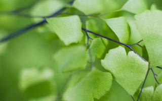 Green leafy branch macro blurry - free nature wallpaper