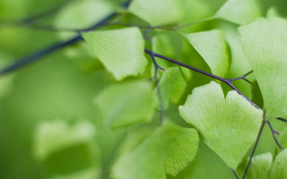 Green leafy branch macro ecological - free nature wallpaper