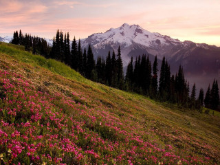 Mountain field flowers trees pink - beautiful landscape free wallpaper