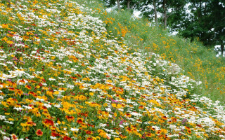 Hillside flower trees path autumn - a hillside free wallpaper