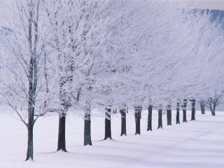 Snowy trees bare forest winter 2 - snow next free wallpaper