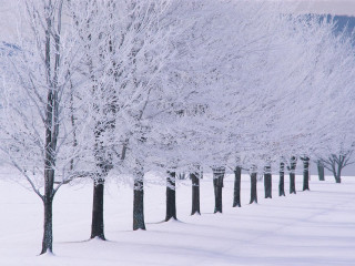 Snowy trees bare forest winter 3 - snow next free wallpaper