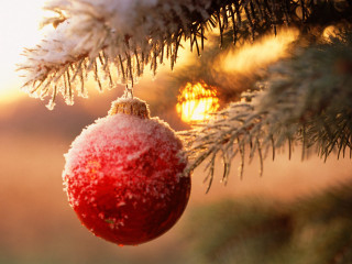 Red ornament pine tree snow 7 - a pine tree free wallpaper