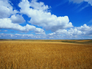 Wheat field blue sky clouds 2 - heavy grain free wallpaper