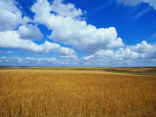 Wheat field blue sky clouds 5 - heavy grain free wallpaper