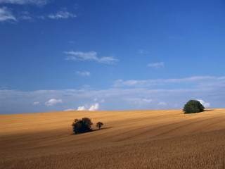 Field trees blue sky clouds 6 - the middle of it free wallpaper