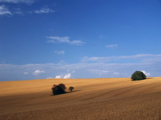 Field trees blue sky clouds 7 - the distance free wallpaper