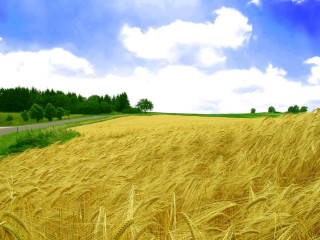 Wheat field road blue sky 3 - cloud above free wallpaper