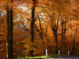 Autumn road trees orange leaves 3 - the side of the road free wallpaper