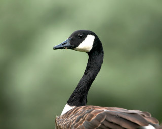 Goose white black brown chest - a white head free wallpaper
