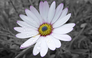 White flower yellow center water 2 - petal and petals free wallpaper