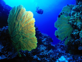 Scuba diver sea fan coral 2 - a scuba diver free wallpaper