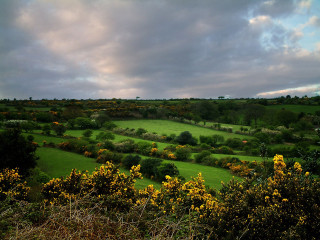Lush green field yellow flowers 4 - a few bush free wallpaper