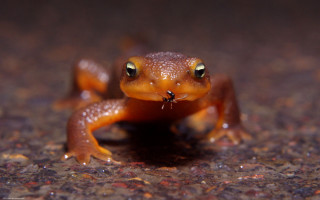 Small brown frog macro autumn - cricorps grégoire free wallpaper