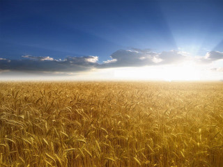 Wheat field blue sky clouds 18 - heavy grain free wallpaper