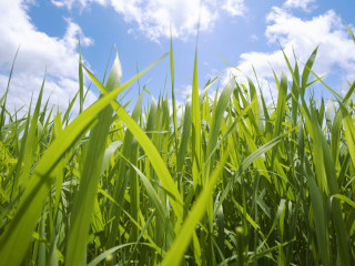 Field grass blue sky clouds - a few cloud free wallpaper