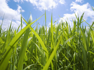 Green grass blue sky clouds - a few cloud free wallpaper