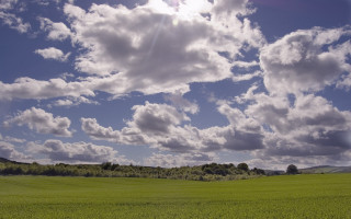 Field clouds trees sheep grazing 2 - a few sheep free wallpaper