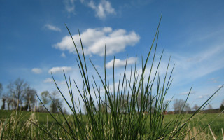 Grassy field blue sky clouds 3 - a grassy field free wallpaper