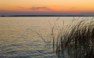 Water plants sunset clouds sky 3 - a few plant free wallpaper