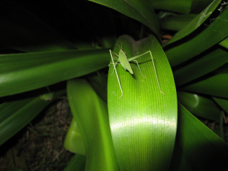 Green insect plant stem camera - free nature wallpaper