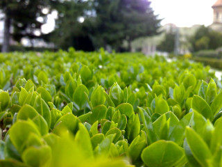 Green field building trees bokeh - green plant free wallpaper