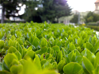 Green field building trees background - green plant free wallpaper