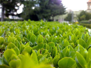 Field green plants building trees - green plant free wallpaper