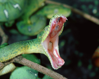 Green snake mouth open tongue 4 - a green snake free wallpaper