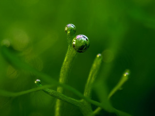 Water droplets plant macro nature 3 - a close up of a plant free wallpaper