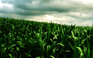 Green grass cloudy sky stop - grass free wallpaper