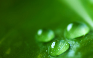 Green leaf water drops close 2 - leaves surface free wallpaper