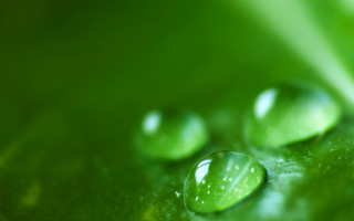 Green leaf water drops macro 11 - leaves surface free wallpaper