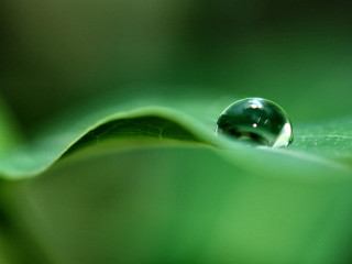 Water drop green leaf blurry 5 - a green leaf free wallpaper