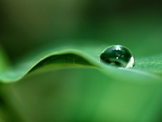 Water drop green leaf macro 16 - a blurry background of leaves and grass free wallpaper
