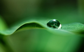 Water drop green leaf blurry 7 - a blurry background of leaves free wallpaper