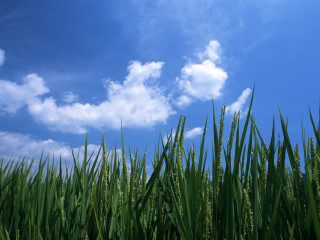 Tall grass blue sky clouds 2 - cao zhibai free wallpaper