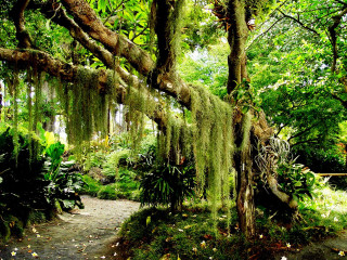 Lush green forest path moss 3 - moss free wallpaper