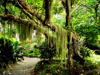 Lush green forest path moss 4 - a lush green forest free wallpaper