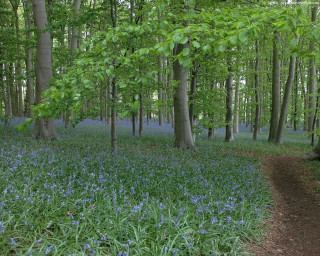 Forest path bluebells trees background 2 - andy goldsworthy free wallpaper