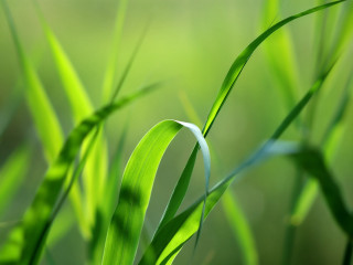 Green plant macro bokeh blurry - a green plant free wallpaper