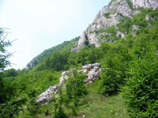 Mountain trees rock outcropping nature - a bunch of trees free wallpaper